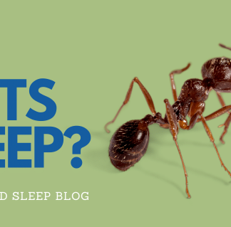 Do Ants Ever Sleep Uncover the Truth Behind Ant Sleep Habits 1