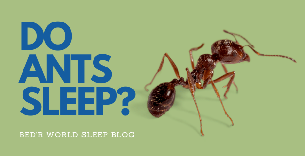 Do Ants Ever Sleep Uncover the Truth Behind Ant Sleep Habits 1